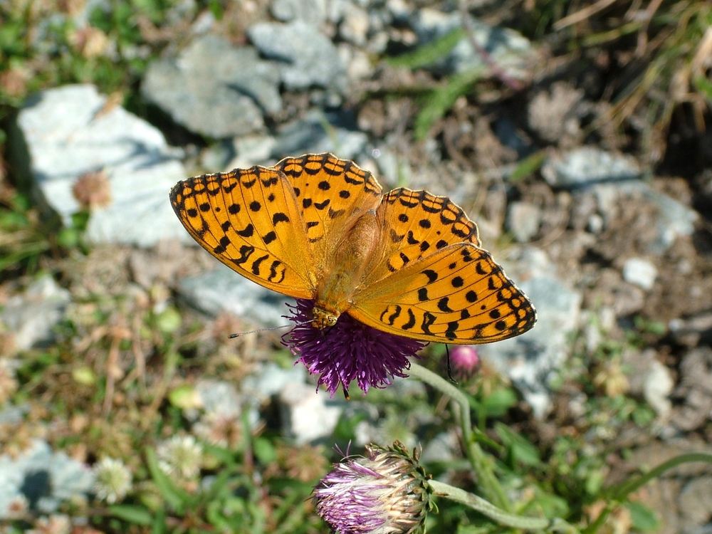 Orange Butterfly