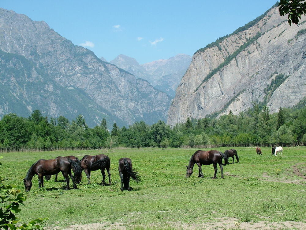 Horses in the field