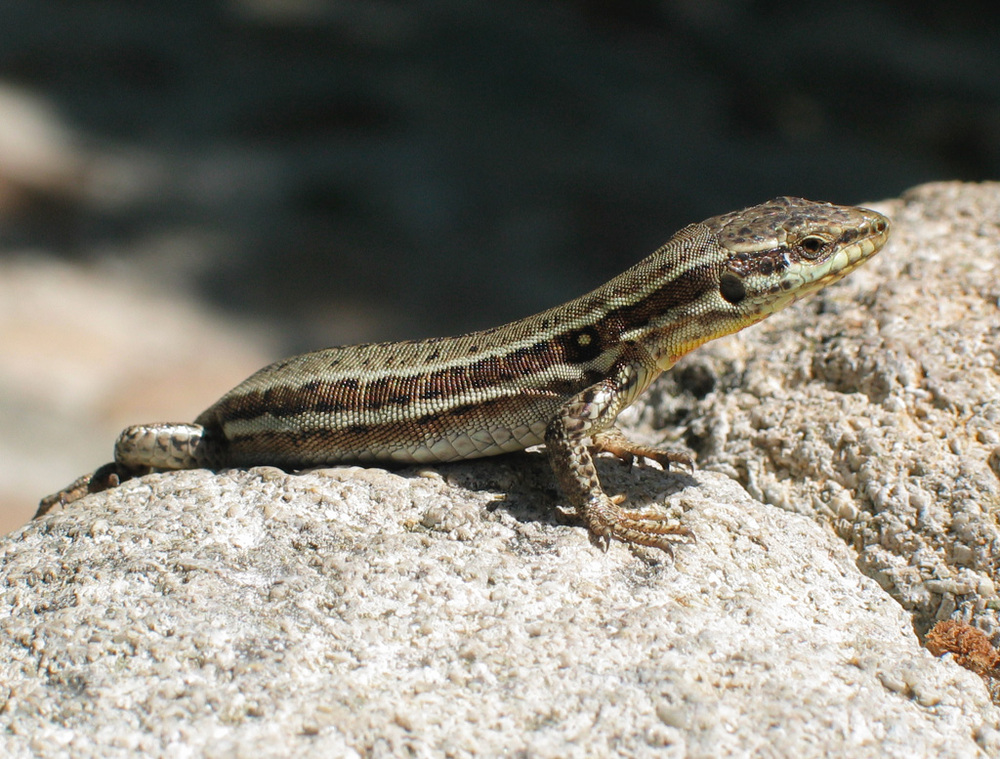 WallLizard