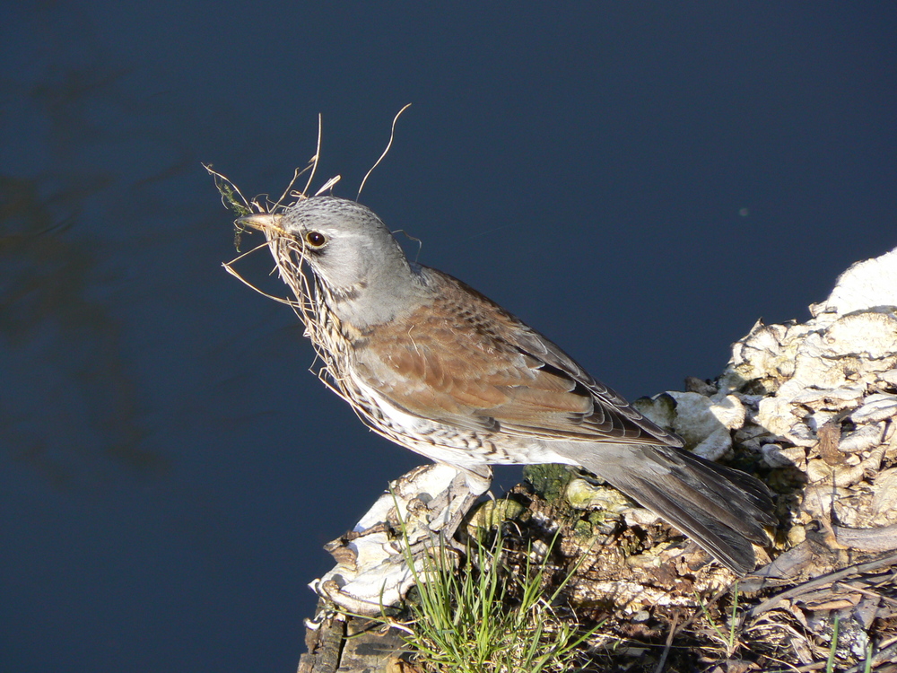 Fieldfare  1 