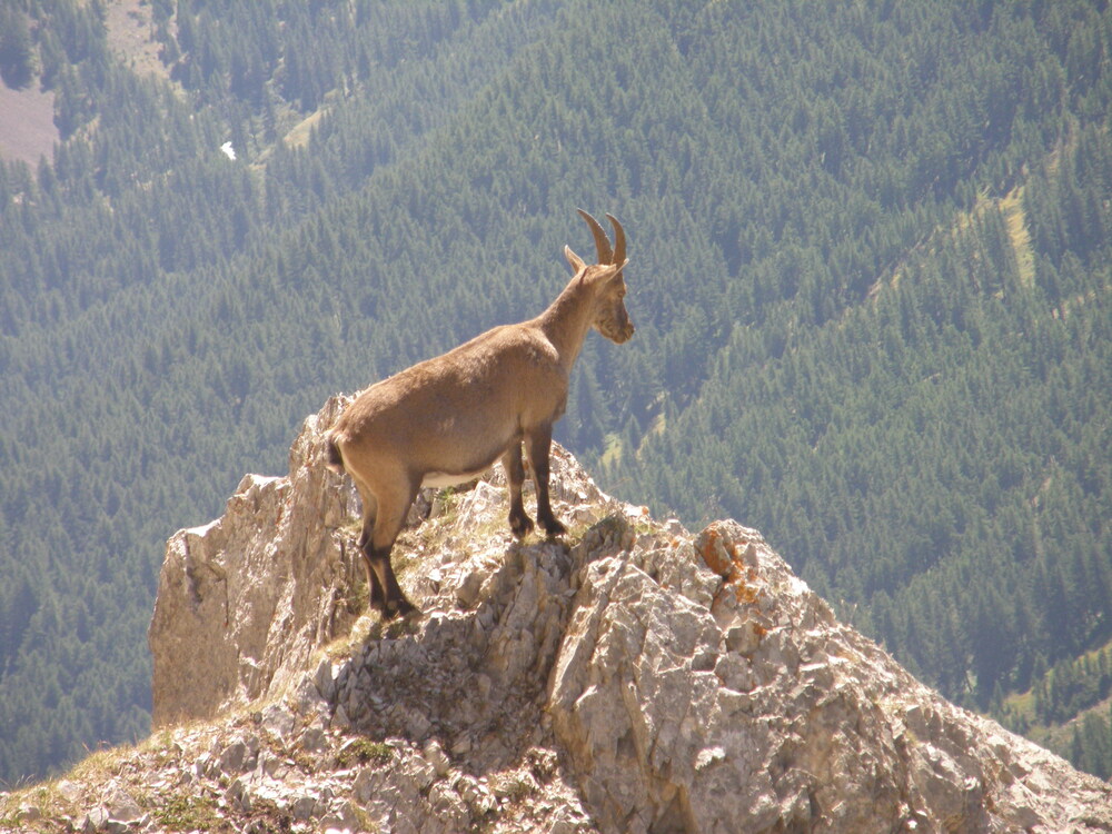 Chamois on Lauzet