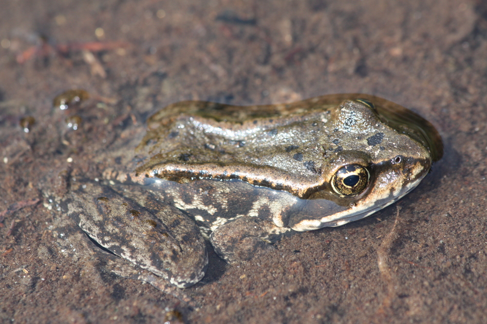 frog 1