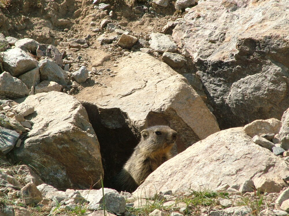 Marmotte