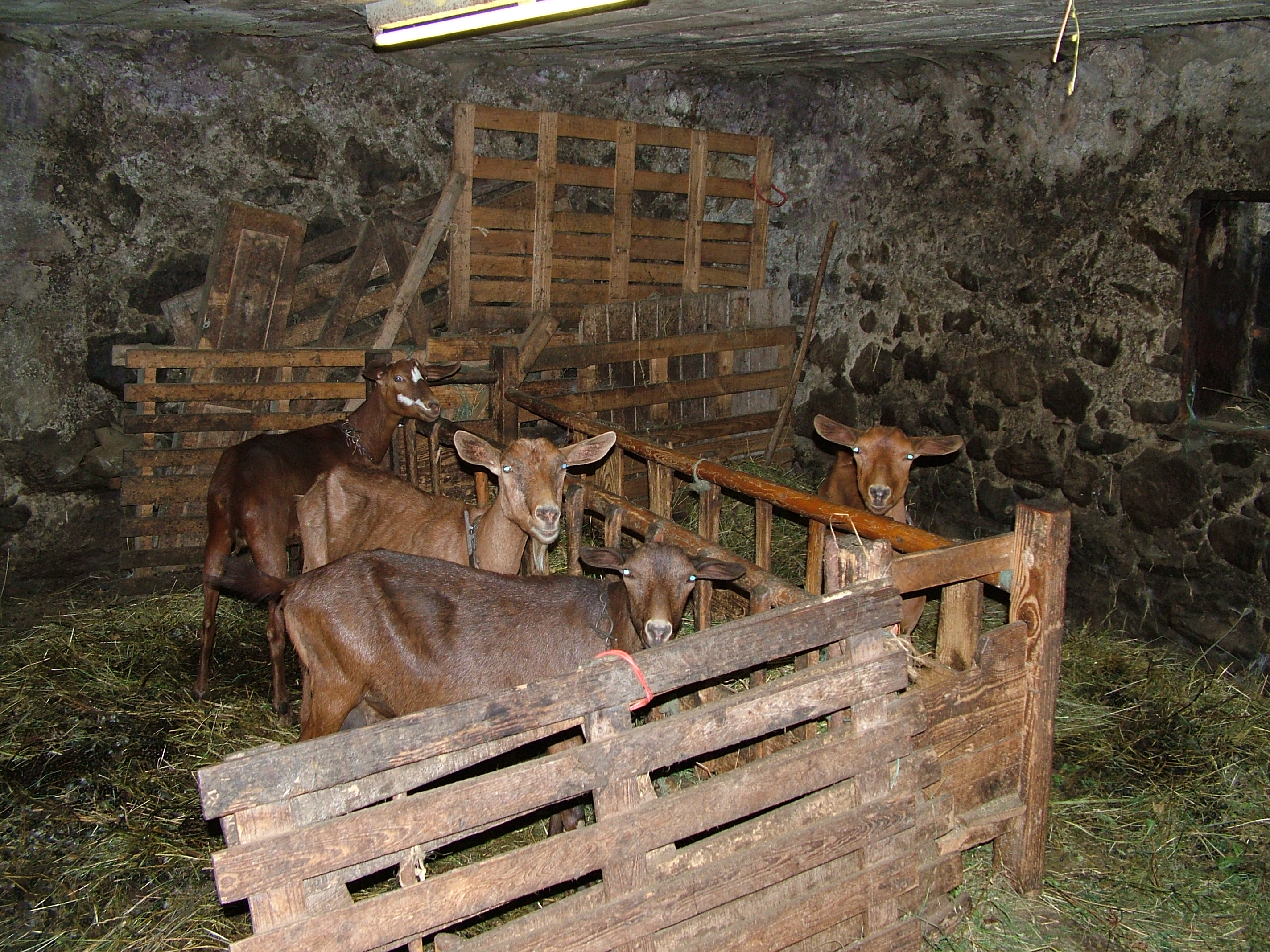 Goats in their shed