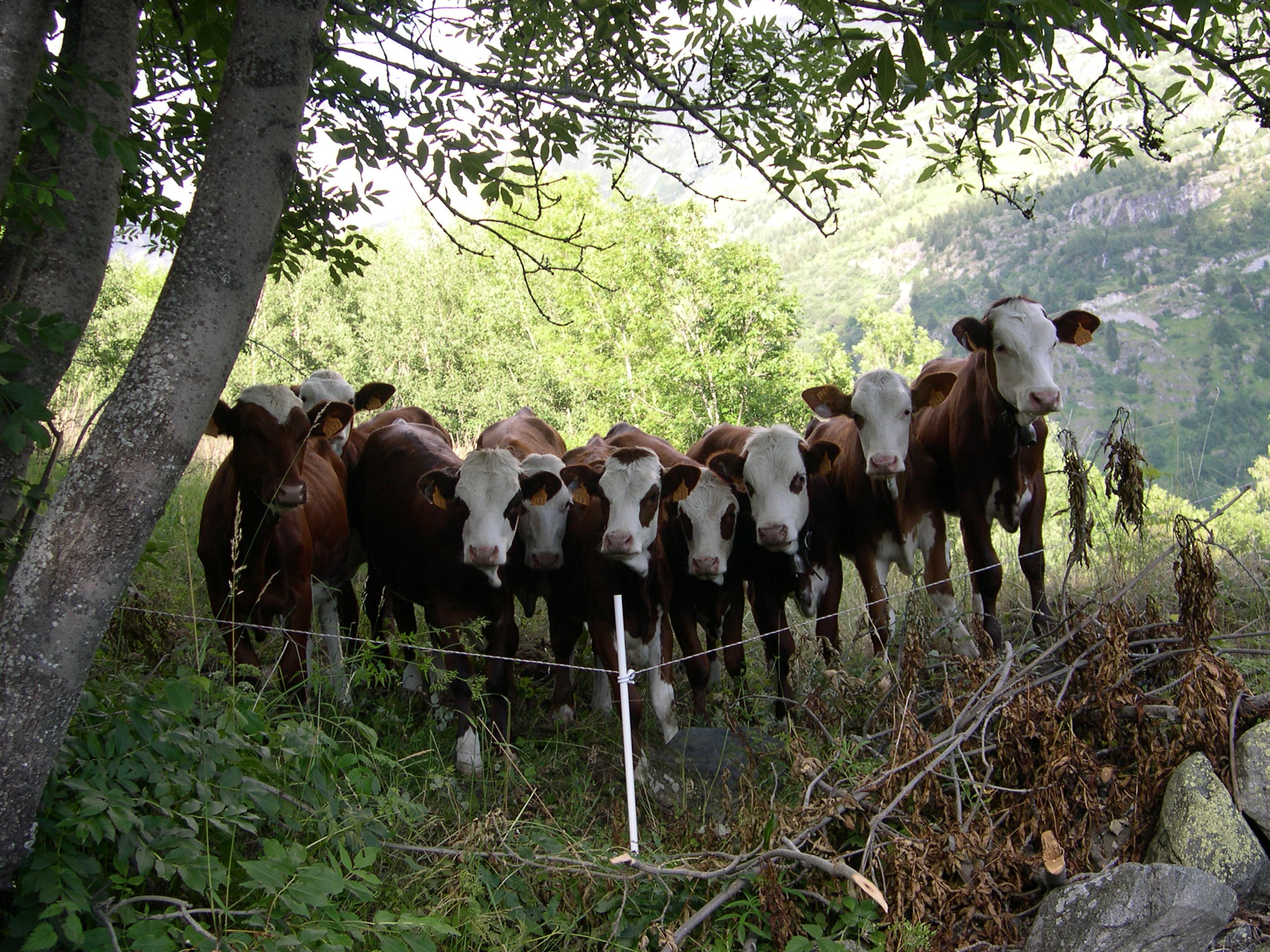 Cows in a row