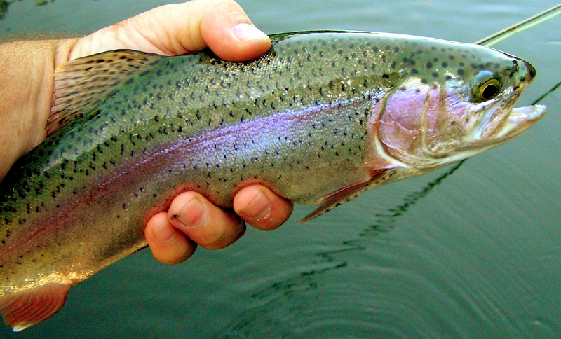Rainbow trout in hand